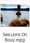 Click here to watch video of sea lions on bouy