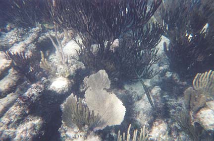 Underwater photo of thin stick-like fish heading for a hiding place between coral branches and fan coral.