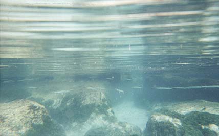 Underwater photo of a school of long, thin silver fish swimming among the rocks.